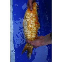 Koi numéro 36