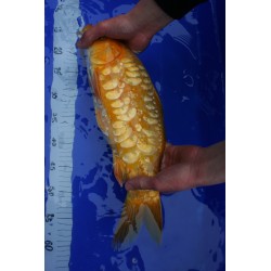 Koi numéro 36