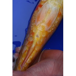Koi numéro 36