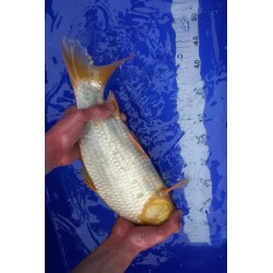 koi numéro 41