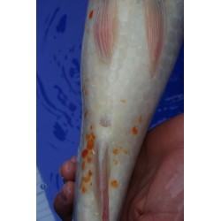 Koi numéro 43