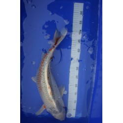 Koi numéro 44