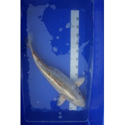 Koi numéro 44
