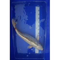 Koi numéro 44