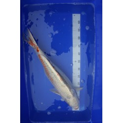 Koi numéro 44
