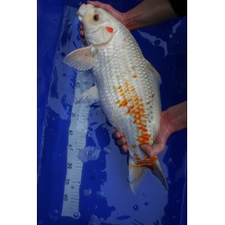 Koi numéro 44