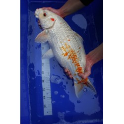 Koi numéro 44