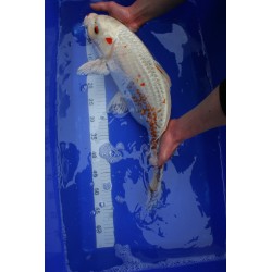 Koi numéro 44