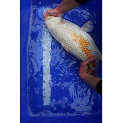 Koi numéro 44