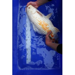 Koi numéro 44