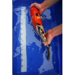 Koi numéro 45