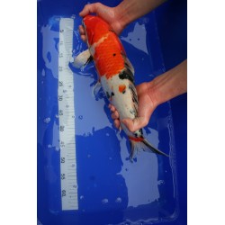 Koi numéro 45