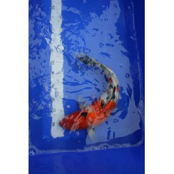 Koi numéro 45
