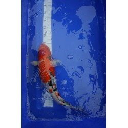 Koi numéro 45