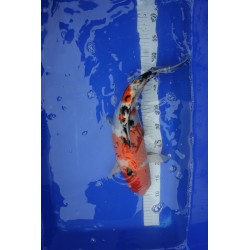 Koi numéro 45