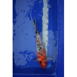 Koi numéro 45