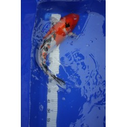 Koi numéro 45
