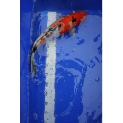 Koi numéro 45