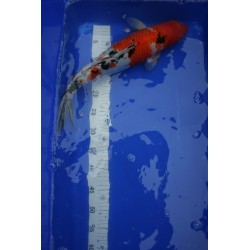 Koi numéro 45
