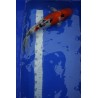 Koi numéro 45