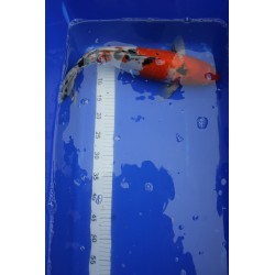 Koi numéro 45