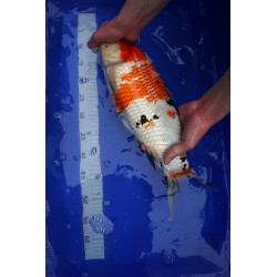 Koi numéro 45
