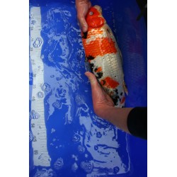 Koi numéro 45