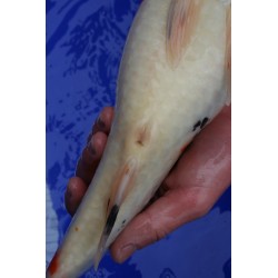 Koi numéro 45