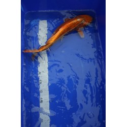 Koi numéro 57