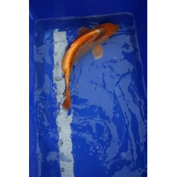 Koi numéro 57