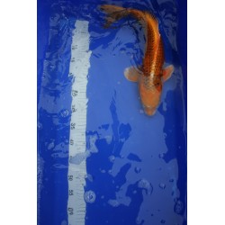 Koi numéro 57