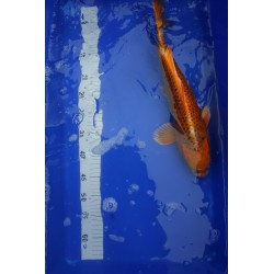 Koi numéro 57