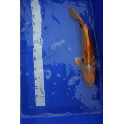 Koi numéro 57