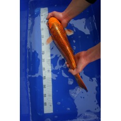 Koi numéro 57