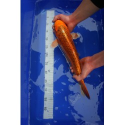 Koi numéro 57