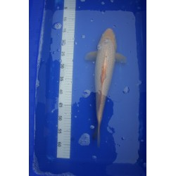 Koi numéro 61