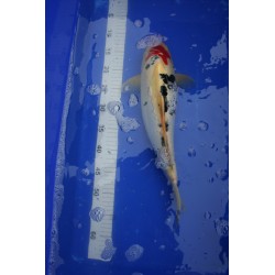 koi numéro 62