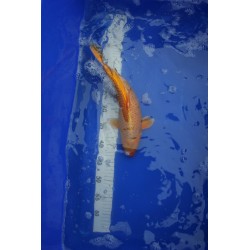 koi numéro 63