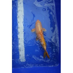 koi numéro 63