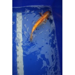 koi numéro 63