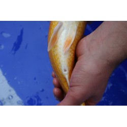 koi numéro 63