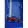 koi numéro 69