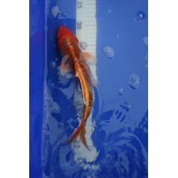 koi numéro 70