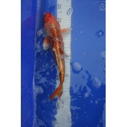 koi numéro 70