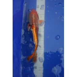 koi numéro 70