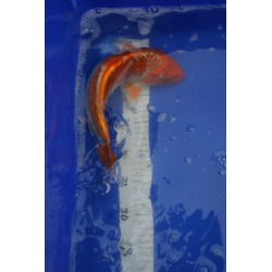 koi numéro 70