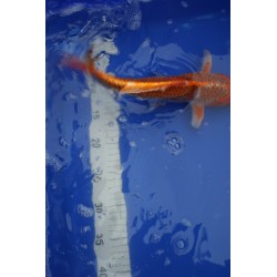 koi numéro 70