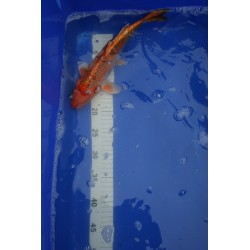 koi numéro 70