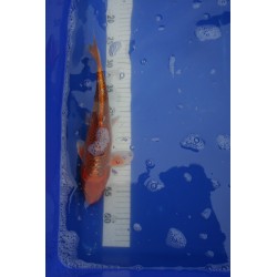 koi numéro 70