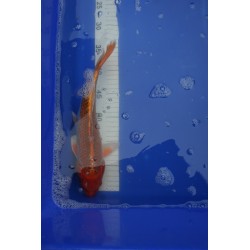 koi numéro 70
